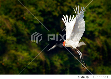 Jabiru stork in flyght in tropical jungle 49882283