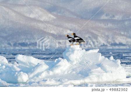 Pair of Steller's sea eagle, Haliaeetus pelagicus Pair of Steller's sea eagle, Haliaeetus pelagicus 49882302