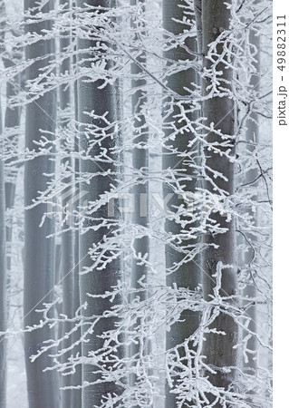 Winter in forest, trees with rime. Cold winter Winter in forest, trees with rime. Cold winter 49882311