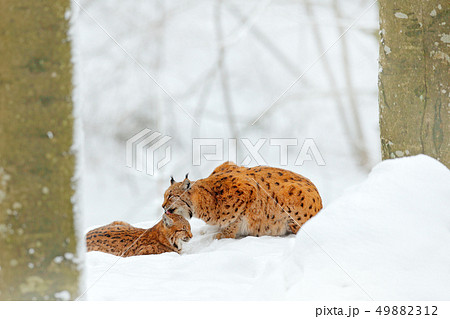 Mother with young, wild cat family. Lynx in nature Mother with young, wild cat family. Lynx in nature 49882312