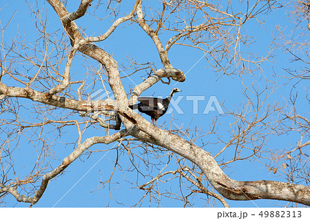 Common Piping Guan, Pipile pipile 49882313