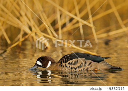 Bronze-winged duck, Speculanas specularis Bronze-winged duck, Speculanas specularis 49882315