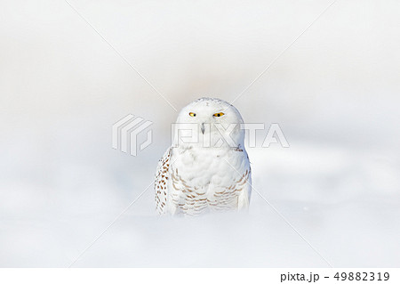 Yellow eyes in white plumage feathers. Snowy owl Yellow eyes in white plumage feathers. Snowy owl 49882319