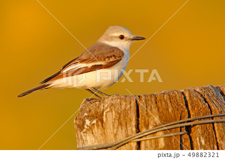 Flycatcher tyrant in the nature habitat 49882321