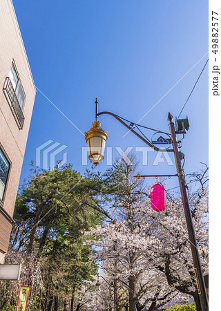 桜が満開に咲く国立大学通りの風景 49882577