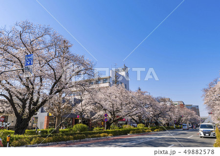 桜が満開に咲く国立大学通りの風景 49882578