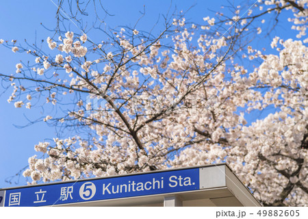 桜が満開に咲く国立駅前のバス乗り場 桜が満開に咲く国立駅前のバス乗り場 49882605