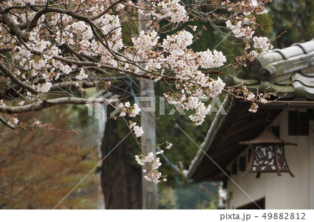 【中国三十三観音霊場】第五番 法界院境内に咲くソメイヨシノの花 岡山県岡山市北区 【中国三十三観音霊場】第五番 法界院境内に咲くソメイヨシノの花 岡山県岡山市北区 49882812