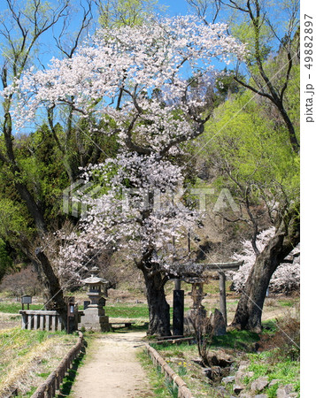 遊行柳の桜 遊行柳の桜 49882897