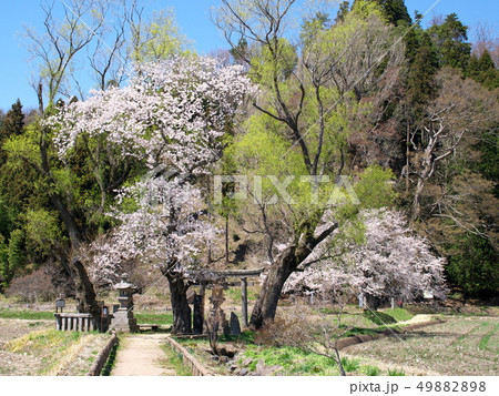 遊行柳の桜 遊行柳の桜 49882898