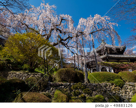 桜が満開の善峯寺の写真素材
