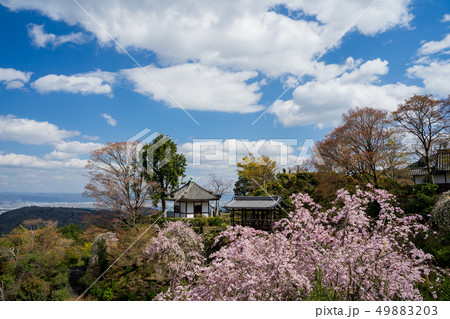 桜が満開の善峯寺 49883203