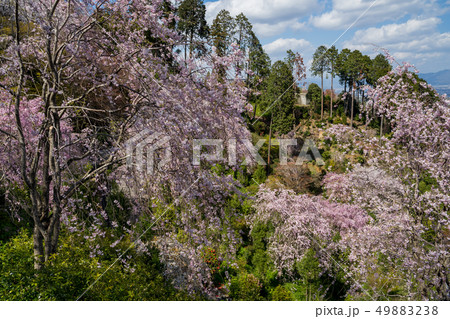 桜が満開の善峯寺 桜が満開の善峯寺 49883238