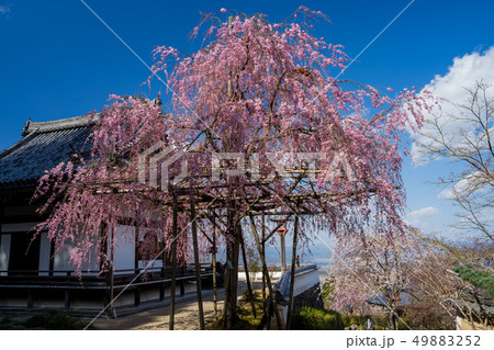 桜が満開の善峯寺 49883252