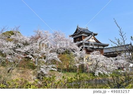 郡山城の桜祭り 49883257