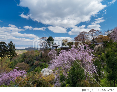 桜が満開の善峯寺 桜が満開の善峯寺 49883297