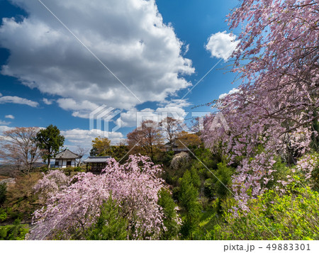 桜が満開の善峯寺 49883301