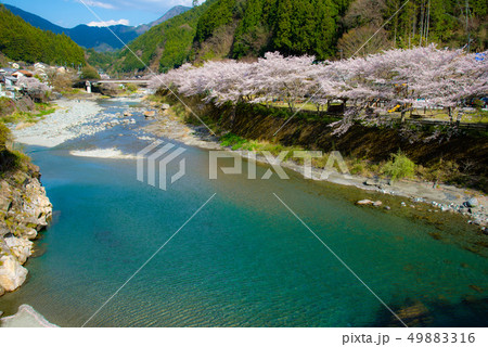 旧池川 土居川の桜 旧池川 土居川の桜 49883316