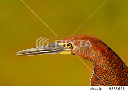 Detail portrait of tiger heron. Evening sun Detail portrait of tiger heron. Evening sun 49883668