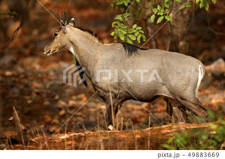 Sambar deer, Rusa unicolor, large animal 49883669
