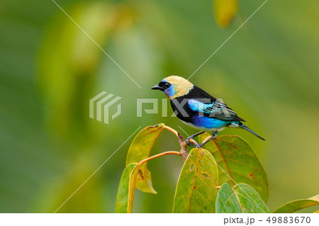 Golden-hooded Tanager, Tangara larvata 49883670