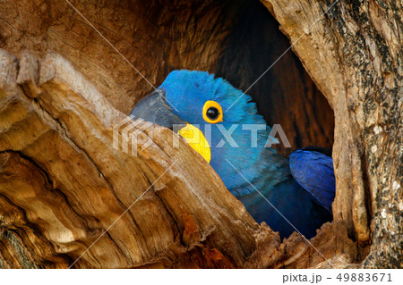 Hyacinth Macaw, Anodorhynchus hyacinthinus 49883671