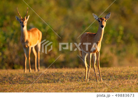 Pampas Deer, Ozotoceros bezoarticus Pampas Deer, Ozotoceros bezoarticus 49883673