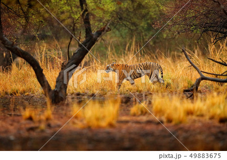 Tiger walking between trees. Indian tiger female 49883675