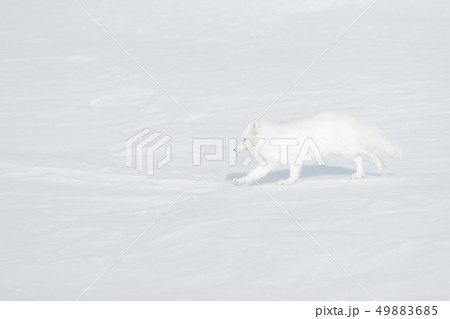 Polar fox in habitat, winter landscape, Svalbard 49883685