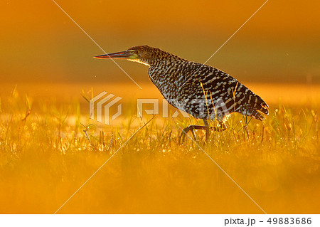 Evening sun, Rufescent Tiger-Heron 49883686