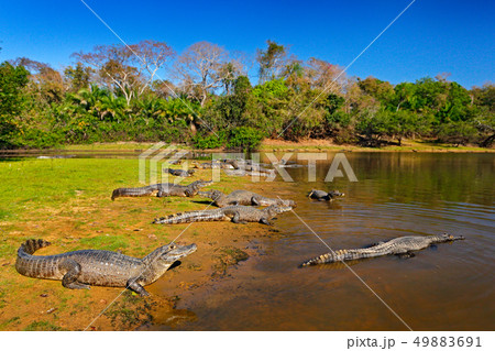 Caiman, Yacare Caiman, crocodiles in river surface 49883691