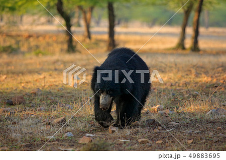 Sloth bear, Melursus ursinus, Ranthambore 49883695