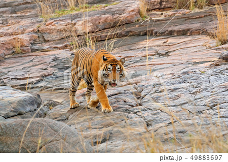 Indian tiger, wild danger animal in nature habitat 49883697