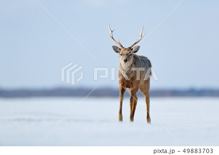 Hokkaido sika deer, Cervus nippon yesoensis 49883703