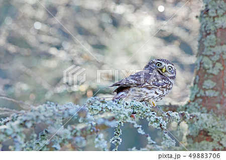 Winter scene with Little Owl, Athene noctua 49883706