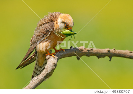 Red-footed Falcon with caught locust grasshopper Red-footed Falcon with caught locust grasshopper 49883707