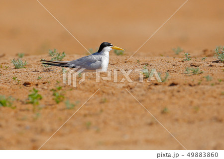 Large-billed tern, Phaetusa simplex, in river sand Large-billed tern, Phaetusa simplex, in river sand 49883860