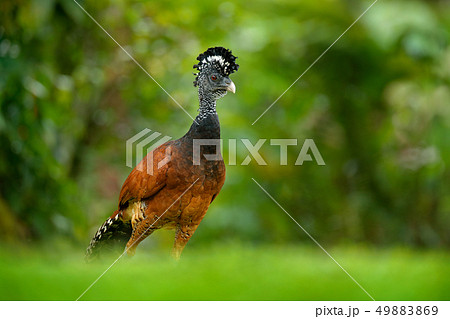 Bare-faced Curassow, Crax fasciolata Bare-faced Curassow, Crax fasciolata 49883869