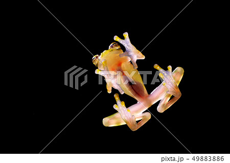 Glass frog with transparent skin, visible organs Glass frog with transparent skin, visible organs 49883886