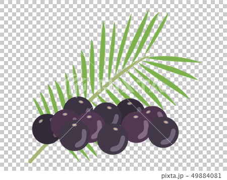 アサイー 49884081