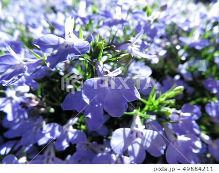 アズーロ コンパクトの写真素材