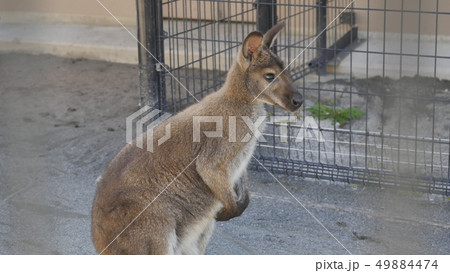 ワラビー 49884474