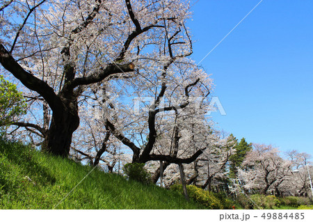 外濠公園の桜 49884485