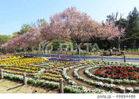 芦花公園の春 芦花公園の春 49884486