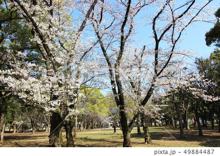 芦花公園の桜 49884487