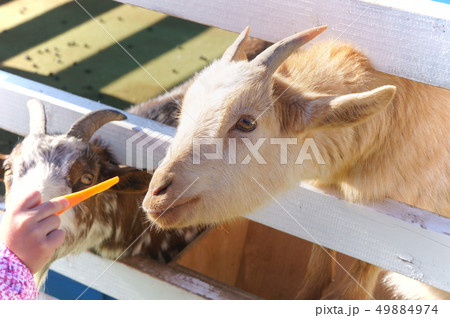 やぎとふれあい やぎとふれあい 49884974