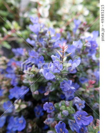 アジュガ　ディクシーチップ 49885215