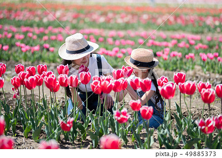 花畑で遊ぶ母と娘 花畑で遊ぶ母と娘 49885373
