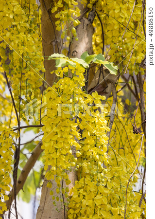 Small Yellow Flower or Cassia fistula flower Small Yellow Flower or Cassia fistula flower 49886150