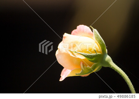 Yellow  rose flower 49886185